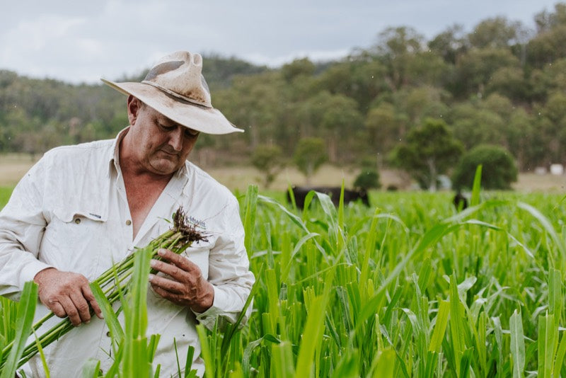 A farmer in a wide-brimmed hat inspecting crops in a green field