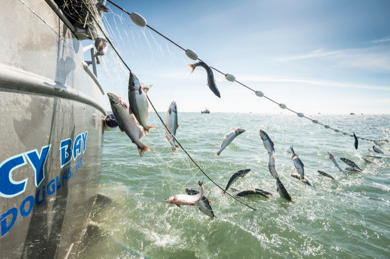 Salmon leaping from a fishing net over open water