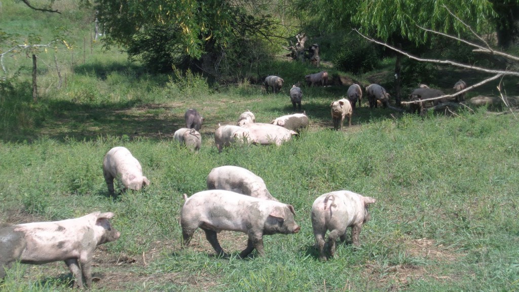 singing prairie farms naturally raised pigs